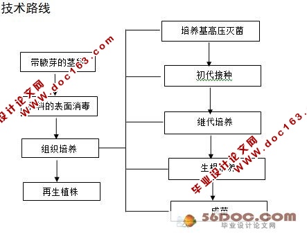 ¼֯(ROSE TISSUE CULTURE)