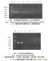 ȷΰ˹¸˾16S rDNA-PCRⷽĽӦ