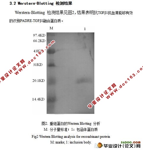 ͨøTϸλPADRE- תβ1TGFβ1ںϵ׵ԭ˱ＰWestern-blotting