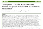 ڰ(Clostridium pasteurianum)Ŵĵת